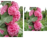 50 Seeds Pink Chaters Double Hollyhock Garden - $41.93