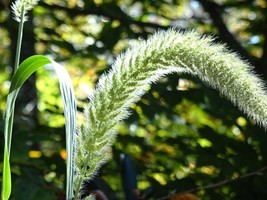 Giant Bristlegrass Setaria Magna 50 Seeds Native Grass Birds From 2023 USA Selle - £7.46 GBP