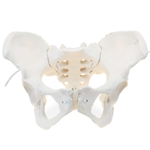 Life Size Female Pelvis Model, Flexible Female Anatomy Model, Hip Bone P... - $120.23 CAD