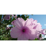 Ipomoea carnea Bush Morning Glory 15&quot; plant 1 live plants - £11.21 GBP