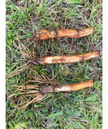 3 Cattail Plant TUBERS & 1 Live Plant - FREE SHIPPING - £8.60 GBP
