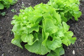 Oakleaf Lettuce Seeds, Green, NON-GMO, Heirloom, Variety Sizes, Free Shipping Fr - £6.37 GBP