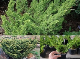 Live Plant ( 2.5 QT )Shimpaku Dwarf Chinese Juniper Bonsai Evergreen - $69.98