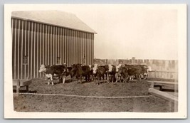 RPPC Heard of Cattle On Farm Cows Real Photo c1915 Postcard S22 - £7.79 GBP
