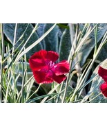 MBK 1000 Achillea Ptarmica Pearl Yarrow Fast Ship - €11,09 EUR