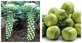 Easy to Grow! - Jade Cross Brussels Sprouts Plant - 2.5&quot; Pot - £25.83 GBP