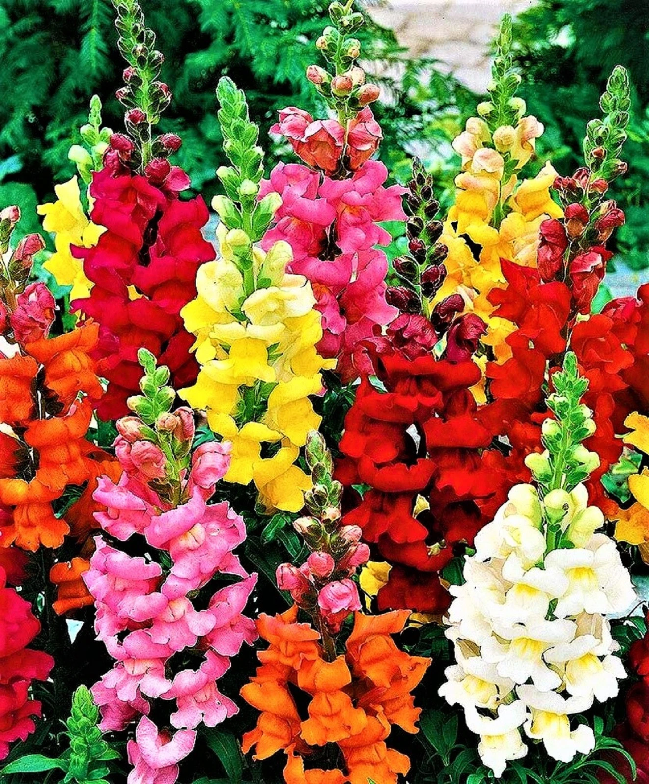 Snapdragon Seeds Tall Mix 1,000+ Seeds NON-GMO  - $8.34