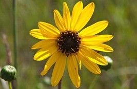 Yuga89 Store Helianthus pauciflorus Stiff Prairie Showy Sunflower 20 Seeds - £10.80 GBP
