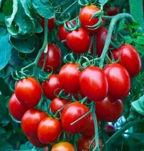 Tomato Small Red Cherry Indeterminate Heirloom Containers Usa Non-GMO 100 Seeds! - £5.62 GBP