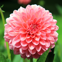 Pink Red Dahlia Flower 50 PCS Seeds - £6.95 GBP