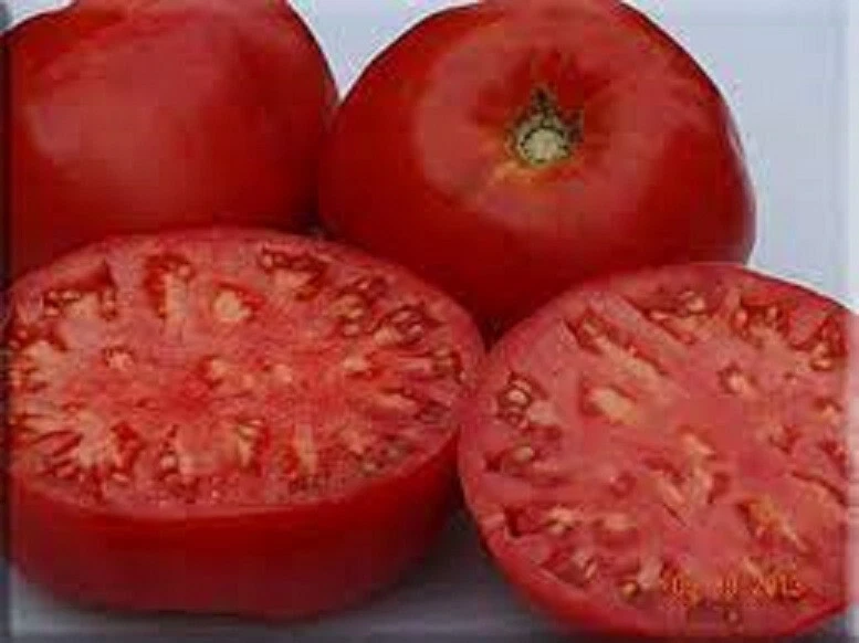 50 Seeds  Italian Heirloom Tomato Juicy Tomatoe Vegetable Garden Edible ... - $5.18