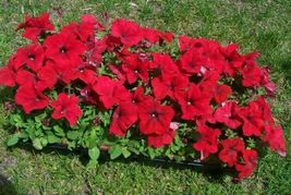 Petunia- Grandiflora- Red- 25 Seeds Tera Store - £4.77 GBP