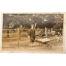 Vintage Postcard, &quot;Gathering Eggs&quot;, T. A. Ostrich Farm, Los Angeles, Cal... - $9.99