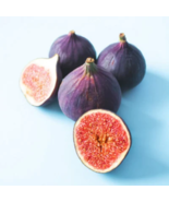 lsu Purple Fig Tree Ficus Carica Purple Fig Tree Live Plant 6 to 8 Inch ... - $20.99