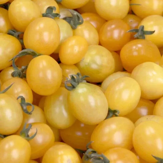 FARM 20 Champagne Bubbles Tomato Seeds Heirloom Yellow Cherry Bulk Seeds - £7.14 GBP