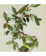 Nashville Warbler Bird 1946 Color Plate Print John James Audubon Nature ... - $42.03 CAD