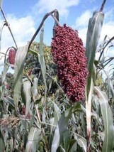 50 Broomcorn Colored Uprights Sorghum Bicolor Red Seeds Fresh Seeds Fast Shippin - $14.60