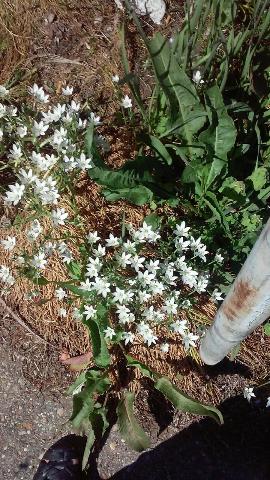 Star of Bethlehem Ornithogalum Umbellatum Snowdrop 10+ Perennial Bulbs Z... - $5.94