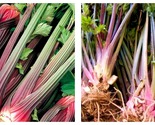 Celery Red Stalk Organic Vegetable, 4000 Seeds - £22.75 GBP