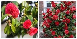 Tom Knudsen, Camellia Japonica, Live Starter Plant - $60.22 CAD