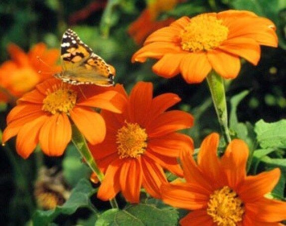 SKMO Mexican Torch Sunflower 25 SKMO Seeds -  - $1.93