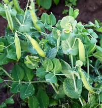 150 Little Marvel Pea Seeds Nongmo Fresh Harvest For 2024 Gardens - £6.52 GBP