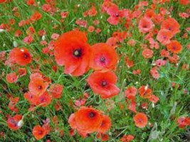 Poppy, Shirley 500 Seeds Organic, Bright Red Flower, Long Lasting Red Blooms - £7.01 GBP