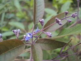 GUNEL Vitex negundo | Chinese Chaste Tree | 10 Seeds - £13.75 GBP