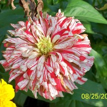 Fresh Seeds Bon Bon Zinnia - $12.96