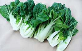 SEPT 200+Canton Pak Choi Seeds Chinese Cabbage Bokchoy Napa Cabbage Siu Bok Choy - £4.54 GBP