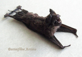 Real Mastiff Bat Otomops Formosus Taxidermy Framed Museum Quality Framed Display - £71.10 GBP
