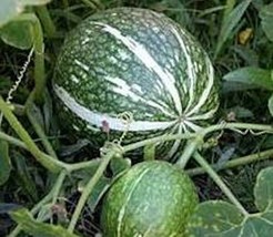 THJAR ```15 TREATED Shark Fin Melon Squash Seeds Gom bo Cucurbita ficifolia - £4.73 GBP