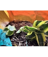Rooted Gold Star sansevieria trifasciata &#39;golden hahnii &#39;golden birds ne... - $21.05 CAD