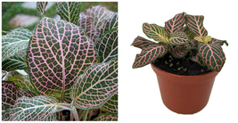 Nerve Veined Fittonia Mini Pink House Terrarium Live Plant 2.5&quot; Pot - C2 - £32.51 GBP