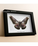 Real Asian Silkworm Moth Saturnia Rinaca Zuleika Framed Entomology Shado... - $2,026.95 MXN