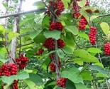 Magnolia Vine Schisandra Sphenanthera Organic  10 Seeds - $8.99