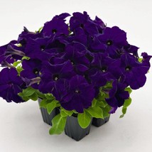 Fast Ship USA Seller Petunia Success Hd Blue 50 Petunia Seeds - $19.28