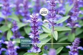 Hyssop Seeds | Heirloom Non-GMO | Aromatic Culinary Herb | 12-24 Inches ... - $4.99