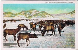 Postcard Elk Herd On Winter Feeding Grounds Rocky Mountains - $2.96