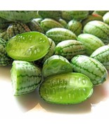 NEW! 25 Of MOUSE MELON - CUCAMELON -MELOTRIA SCABRA -  TASTY FRUITS - £7.85 GBP