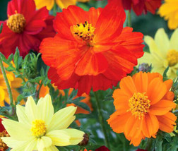 Cosmos Sulphur Mixed Colors Dwarf Cosmos Sulphureus  250 Seeds From US - $10.99