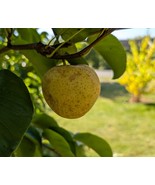 SEEDS from Asian Pear (Pyrus pyrifolia) tree- Crisp Juicy Sweet - $95.18 MXN