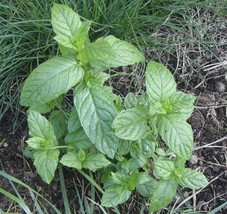 Seed- Spearmint Fresh Green Healthy for Mintn Teas, Salads, Gardening an... - $61.97 MXN