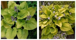 1 Live Potted Plant hosta COAST TO COAST large big giant gold yellow 2.5&quot; pot - £36.16 GBP