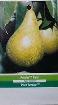 Perdue Pear 4-6 Ft Tree Plant Sweet Juicy Pears Fruit Trees Plants - £110.33 GBP