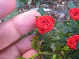 White miniature rose seeds- 20 seeds - multicolor - code 171 - $5.99