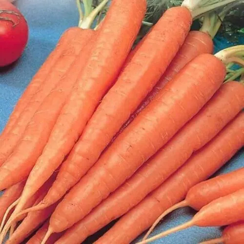 New Fresh Carrot Seeds: Danvers 126 Carrot 100 Seeds Seeds - £9.04 GBP