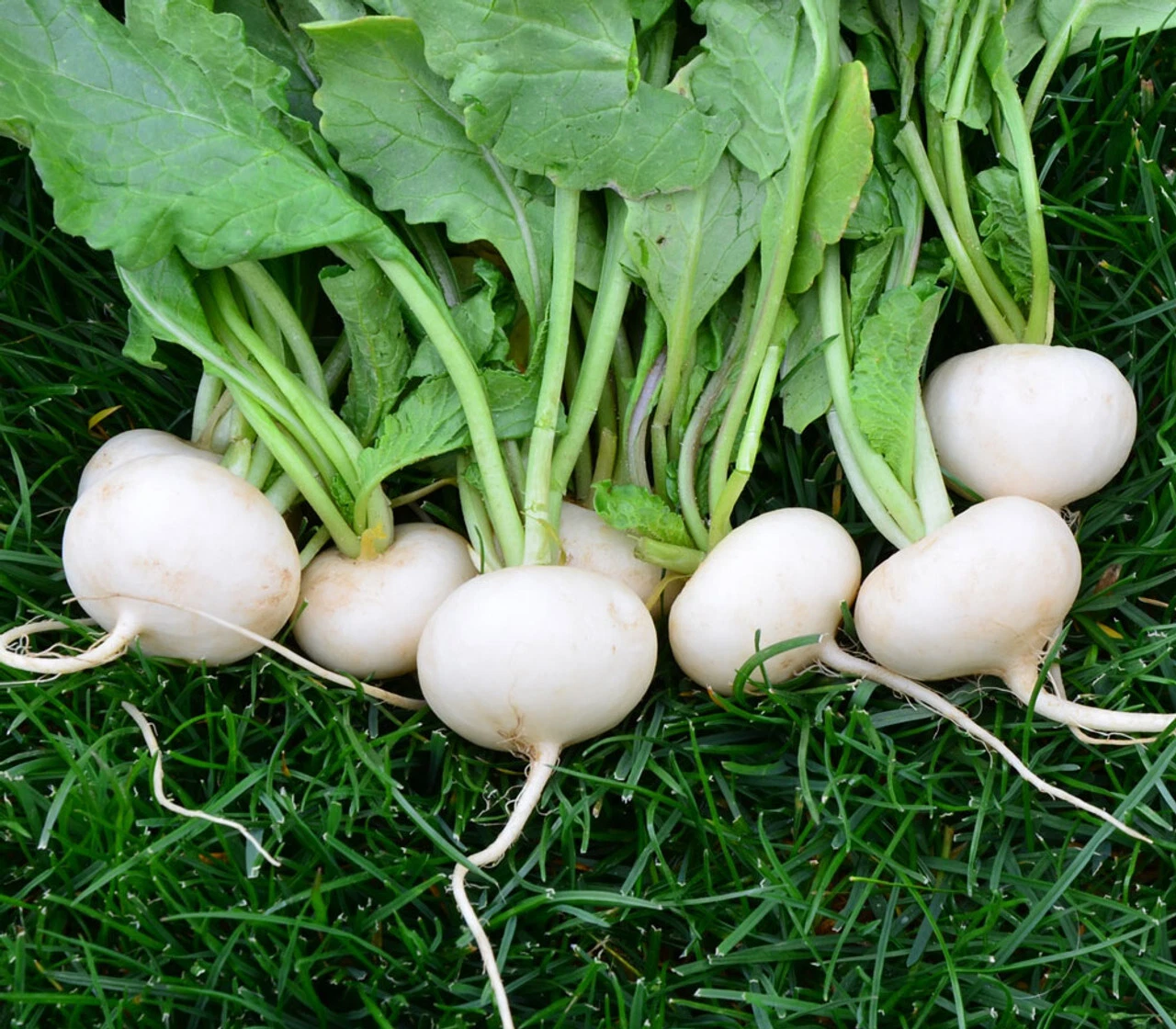 700+ HAILSTONE RADISH SEEDS.  FRESH HARVEST FOR GARDENS - $9.69