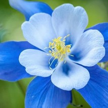 Seeds USA Seller 100 Blue Colorado Columbine Flower Seeds - £8.20 GBP