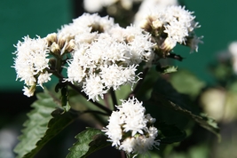 White Snakeroot 500 Seeds for Planting | Ageratina altissima | Native Wi... - $17.00